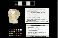 Foto (Objekt + Etikett) von Crustacea indet.  (NHMW-GEO-2014-0194-0974)